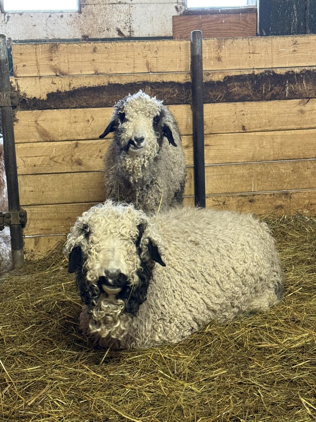 Beyonce and Ginerva, two horses at Hickory Hill Fiber Farm