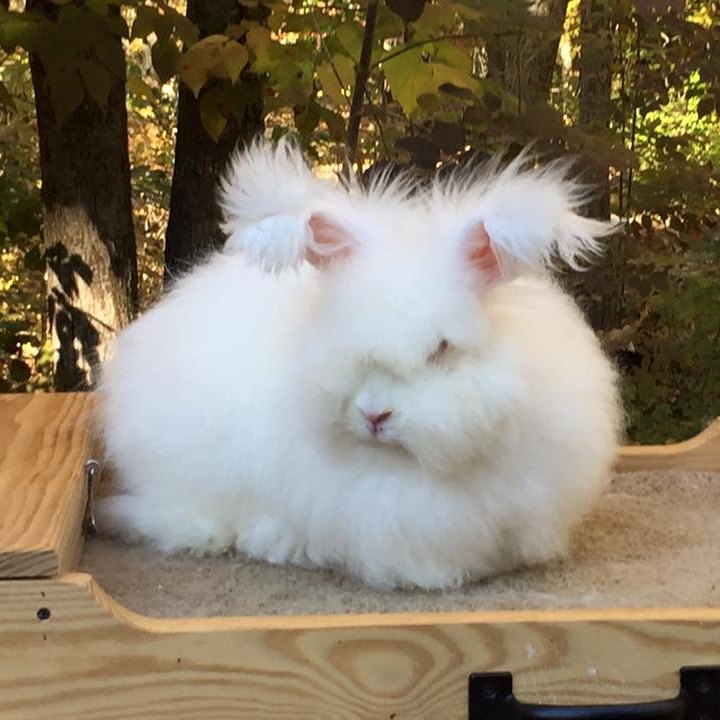 Giant angora rabbit at Hickory Hill Fiber Farm