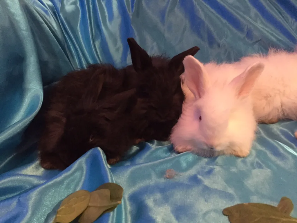 Baby angora rabbit at Hickory Hill Fiber Farm