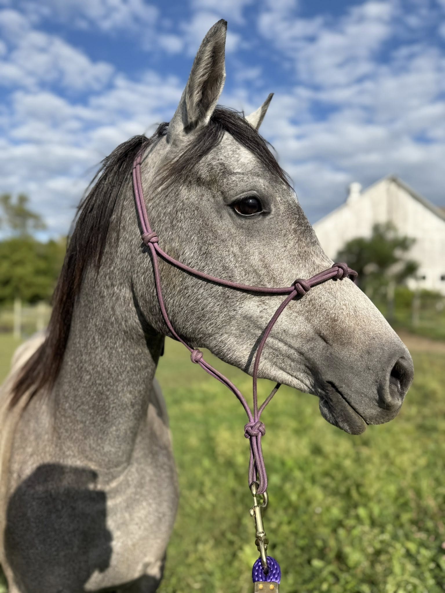Breezy, the horse at Hickory Hill Fiber Farm