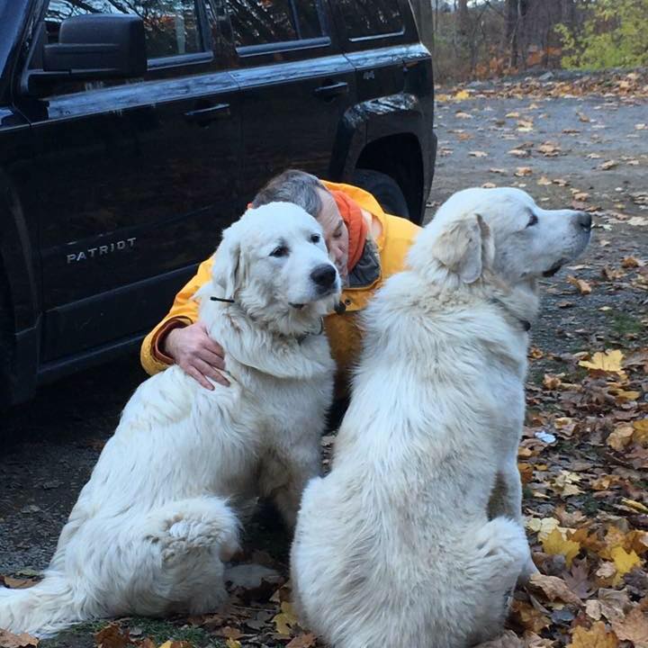 Farm dogs at Hickory Hill Fiber Farm