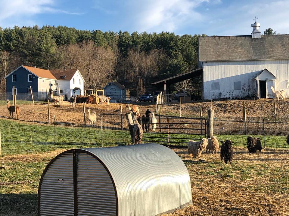 Llamas grazing in the fields at Hickory Hill Fiber Farm, Petersburg NY