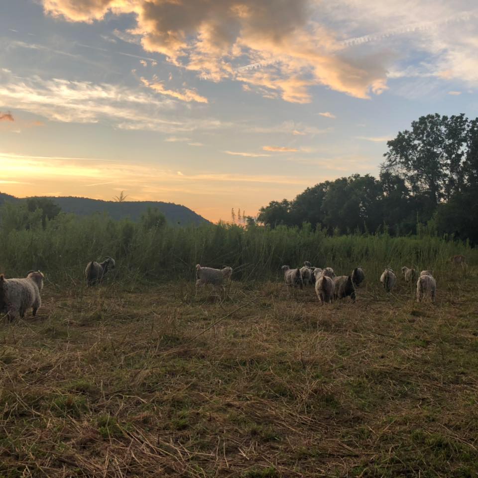 Colored angora goats grazing at Hickory Hill Fiber Farm
