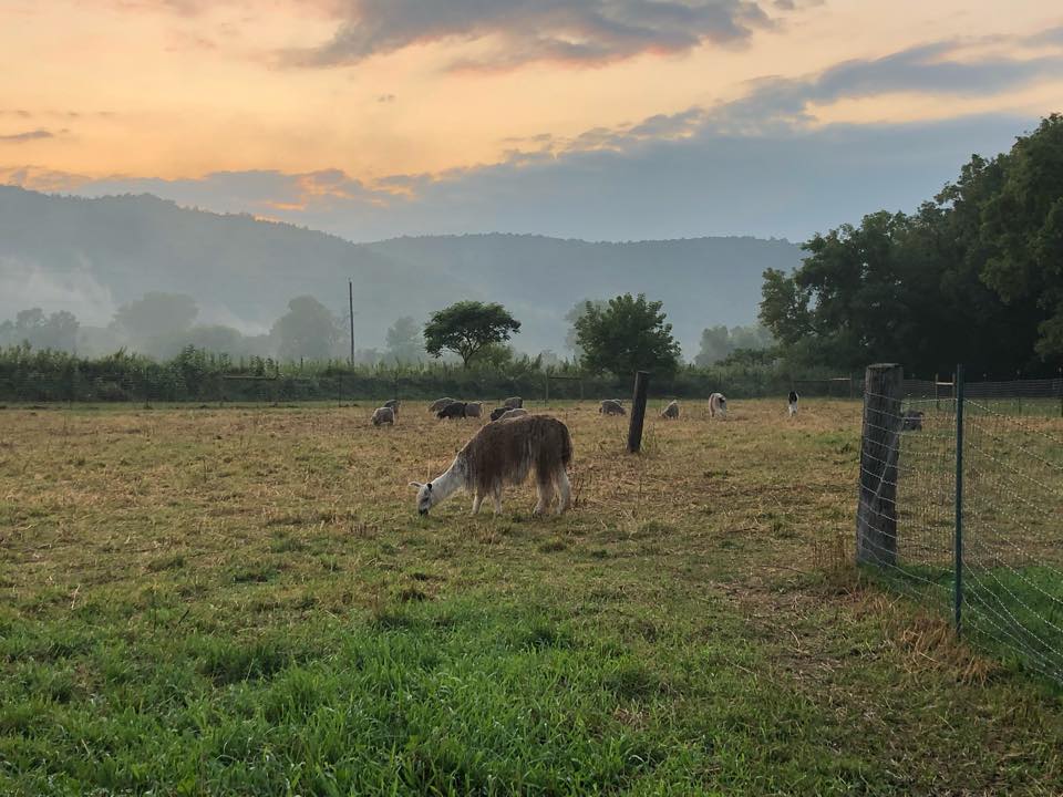 A fluffy llama at Hickory Hill Fiber Farm ready for shearing