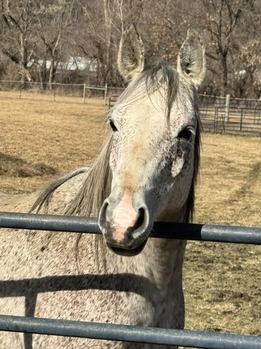 Horse on pasture at Hickory Hill Fiber Farm