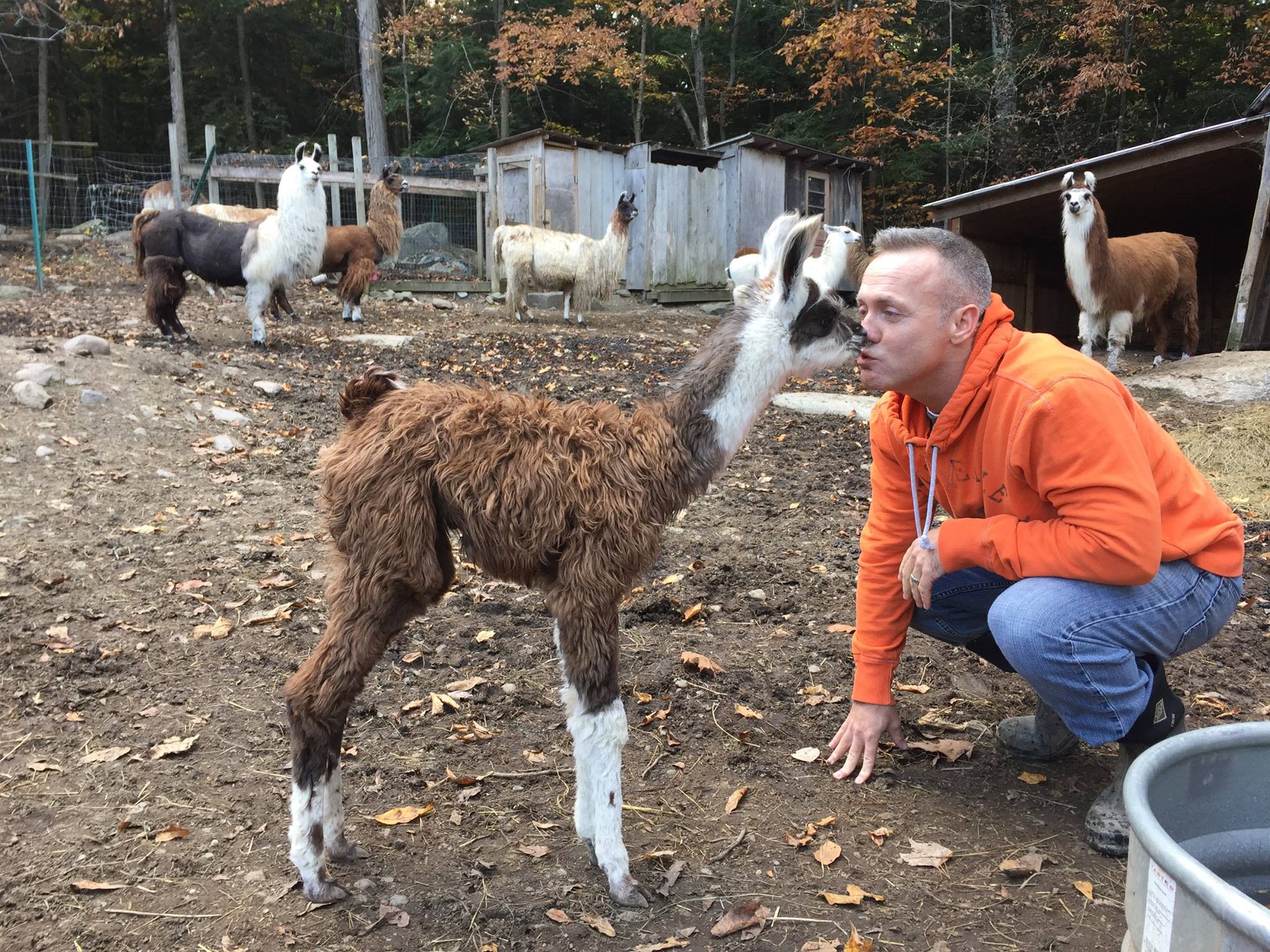 John Hart with a llama at Hickory Hill Fiber Farm