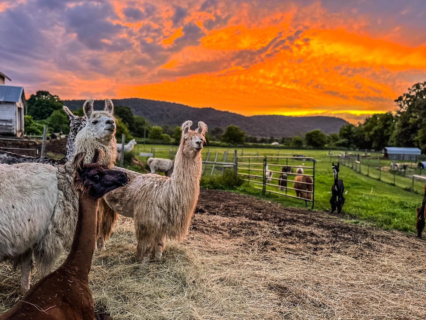 Llama at sunset at Hickory Hill Fiber Farm, Petersburg NY