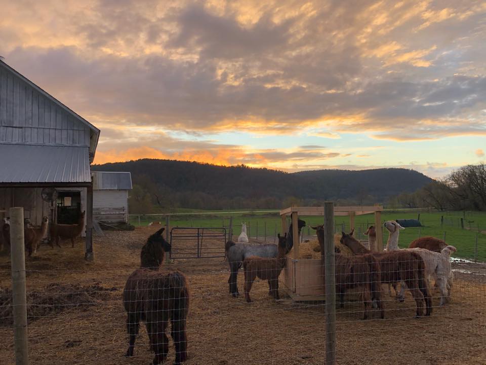 Llama eating hay at Hickory Hill Fiber Farm