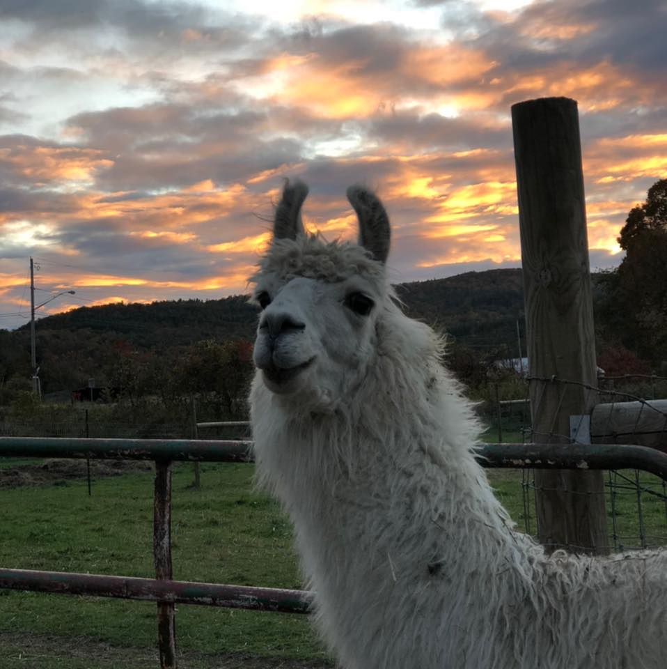 Close up of a llama at Hickory Hill Fiber Farm