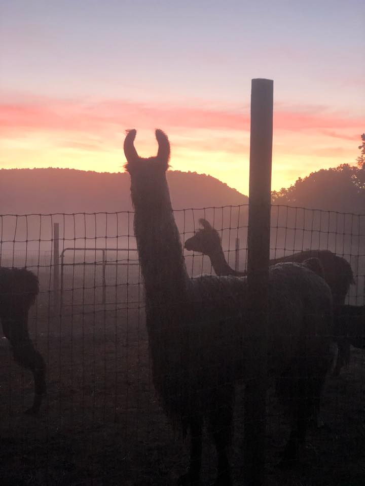 Llama herdsire silhouette at Hickory Hill Fiber Farm