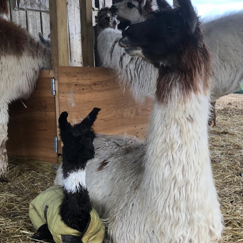 Mama llama and baby cria at Hickory Hill Fiber Farm
