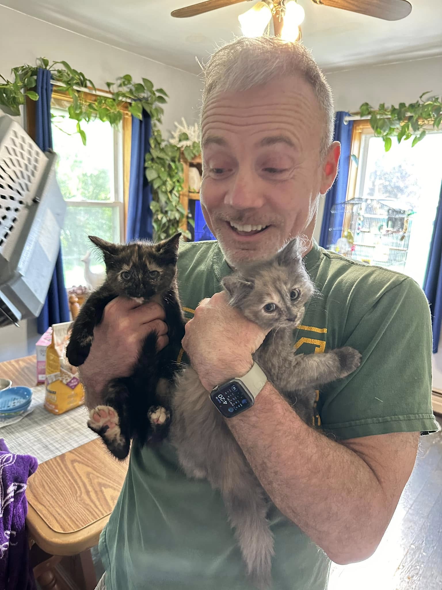 Pheobe and Pru, the cats at Hickory Hill Fiber Farm