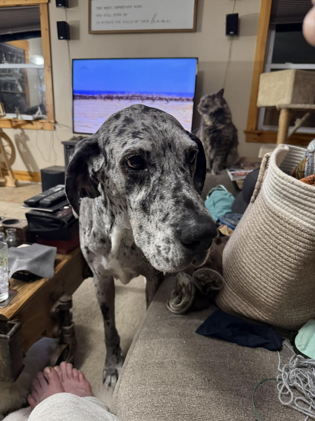 Sascha the Great Dane at Hickory Hill Fiber Farm